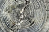 Petrified Wood Round - Tom Miner Basin, Montana #104840-1
